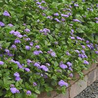 Monarch Magic Ageratum