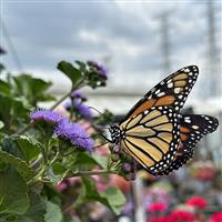 Monarch Magic Ageratum