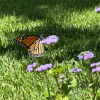 Monarch Magic Ageratum