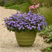 Monarch Magic Ageratum