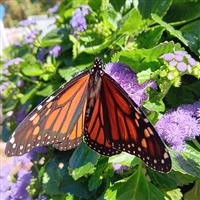 Monarch Magic Ageratum