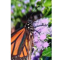 Monarch Magic Ageratum