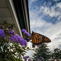 Monarch Magic Ageratum