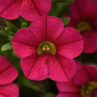 Conga™ Cherry Calibrachoa