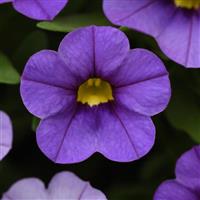 Conga™ Lavender Calibrachoa