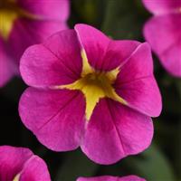 Conga™ Pink Star Calibrachoa