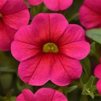 Conga™ Rose Calibrachoa