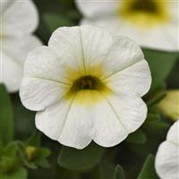 Conga™ White Calibrachoa