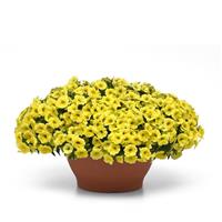 Conga™ Yellow Calibrachoa