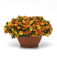 Conga™ Diva Orange Calibrachoa