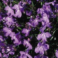 Crystal Palace Lobelia