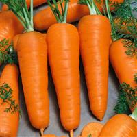 Chantenay Carrot