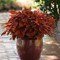 FlameThrower™ Habanero Coleus