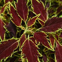 FlameThrower™ Serrano Coleus