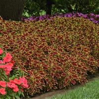 FlameThrower™ Serrano Coleus