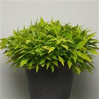 FlameThrower™ Salsa Verde Coleus