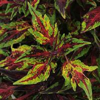 FlameThrower™ Chili Pepper Coleus