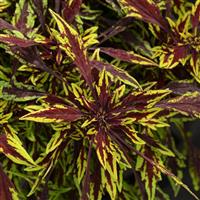 FlameThrower™ Chipotle Coleus