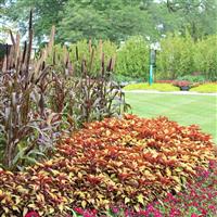 FlameThrower™ Spiced Curry Coleus