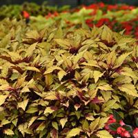 FlameThrower™ Spiced Curry Coleus