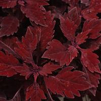 FlameThrower™ Salsa Roja Coleus