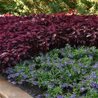 FlameThrower™ Salsa Roja Coleus