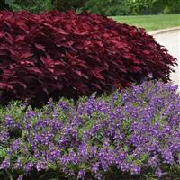 FlameThrower™ Salsa Roja Coleus