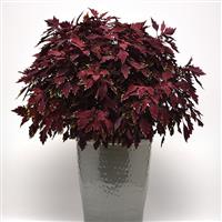 FlameThrower™ Salsa Roja Coleus