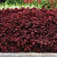 FlameThrower™ Salsa Roja Coleus