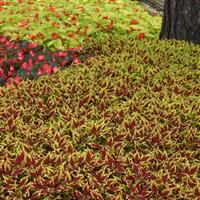 FlameThrower™ Sriracha Coleus