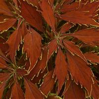 FlameThrower™ Cajun Spice Coleus