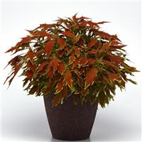 FlameThrower™ Cajun Spice Coleus