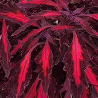 FlameThrower™ Adobo Pink Coleus