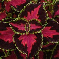 Heartbreaker Coleus