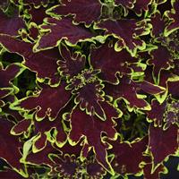 Limewire Coleus