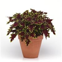 Limewire Coleus