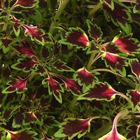 Matchsticks Coleus