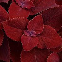 Ruby Slipper Coleus