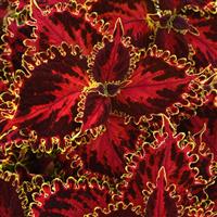 Solar Flare Coleus