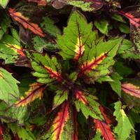 Special Effects Coleus