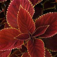 Trusty Rusty Coleus