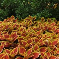 Trusty Rusty Coleus