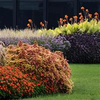 Trusty Rusty Coleus