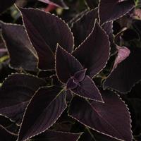 Vino Coleus