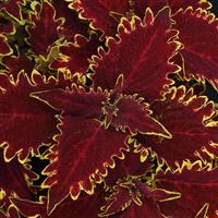 Vulcan Coleus