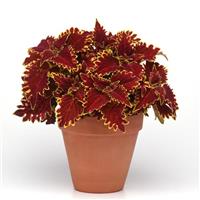 Vulcan Coleus