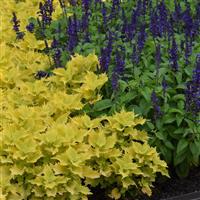 Wasabi Coleus