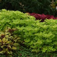 Wasabi Coleus