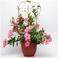 Tropica™ Grande Pink Dipladenia