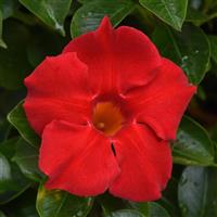 Tropica™ Grande Red Dipladenia